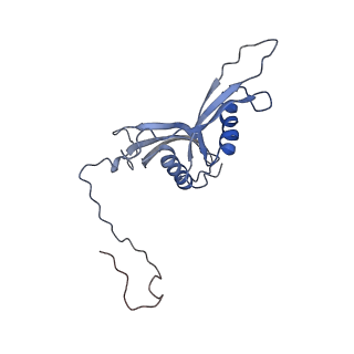0598_6olz_AS_v1-1
Human ribosome nascent chain complex (PCSK9-RNC) stalled by a drug-like molecule with PP tRNA