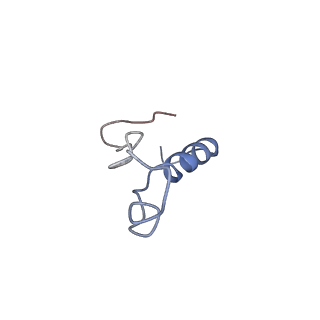 0598_6olz_Al_v1-1
Human ribosome nascent chain complex (PCSK9-RNC) stalled by a drug-like molecule with PP tRNA