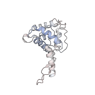 0598_6olz_BF_v1-1
Human ribosome nascent chain complex (PCSK9-RNC) stalled by a drug-like molecule with PP tRNA