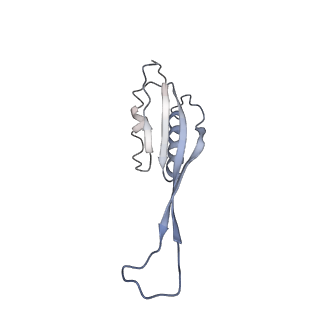 0599_6olf_SU_v1-1
Human ribosome nascent chain complex (CDH1-RNC) stalled by a drug-like molecule with AA and PE tRNAs