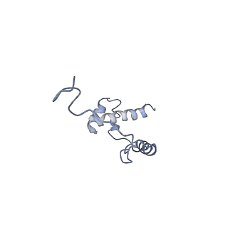 0599_6olf_j_v1-1
Human ribosome nascent chain complex (CDH1-RNC) stalled by a drug-like molecule with AA and PE tRNAs