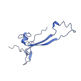 0600_6ole_Sa_v1-1
Human ribosome nascent chain complex (CDH1-RNC) stalled by a drug-like molecule with AP and PE tRNAs