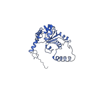 0596_6om0_I_v1-1
Human ribosome nascent chain complex (PCSK9-RNC) stalled by a drug-like molecule with AP and PE tRNAs