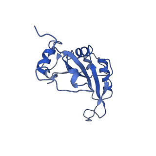 0596_6om0_L_v1-1
Human ribosome nascent chain complex (PCSK9-RNC) stalled by a drug-like molecule with AP and PE tRNAs
