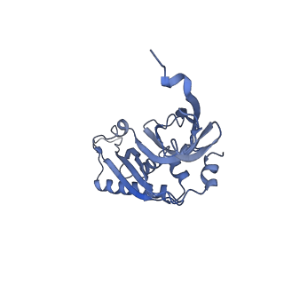0596_6om0_SB_v1-1
Human ribosome nascent chain complex (PCSK9-RNC) stalled by a drug-like molecule with AP and PE tRNAs
