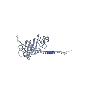 0596_6om0_SG_v1-1
Human ribosome nascent chain complex (PCSK9-RNC) stalled by a drug-like molecule with AP and PE tRNAs