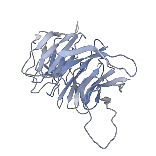0596_6om0_Sg_v1-1
Human ribosome nascent chain complex (PCSK9-RNC) stalled by a drug-like molecule with AP and PE tRNAs
