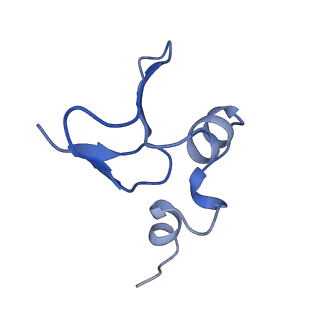 0596_6om0_X_v1-1
Human ribosome nascent chain complex (PCSK9-RNC) stalled by a drug-like molecule with AP and PE tRNAs