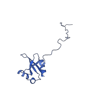0596_6om0_Y_v1-1
Human ribosome nascent chain complex (PCSK9-RNC) stalled by a drug-like molecule with AP and PE tRNAs