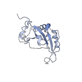 0597_6om7_L_v1-1
Human ribosome nascent chain complex (PCSK9-RNC) stalled by a drug-like small molecule with AA and PE tRNAs