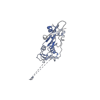 0597_6om7_SC_v1-1
Human ribosome nascent chain complex (PCSK9-RNC) stalled by a drug-like small molecule with AA and PE tRNAs