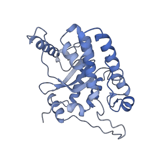 16966_8om2_3_v1-2
Small subunit of yeast mitochondrial ribosome in complex with METTL17/Rsm22.