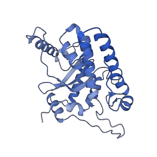 16967_8om3_3_v1-2
Small subunit of yeast mitochondrial ribosome in complex with IF3/Aim23.