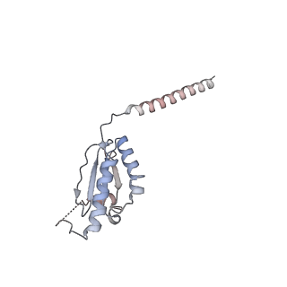 16967_8om3_d_v1-2
Small subunit of yeast mitochondrial ribosome in complex with IF3/Aim23.