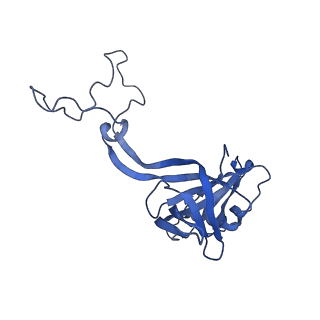 20121_6om6_C_v1-1
Structure of trans-translation inhibitor bound to E. coli 70S ribosome with P site tRNA