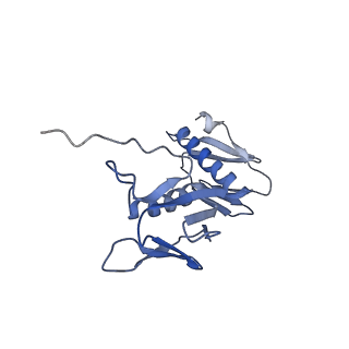 20121_6om6_F_v1-1
Structure of trans-translation inhibitor bound to E. coli 70S ribosome with P site tRNA