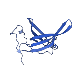 20121_6om6_P_v1-1
Structure of trans-translation inhibitor bound to E. coli 70S ribosome with P site tRNA