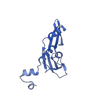 20121_6om6_j_v1-1
Structure of trans-translation inhibitor bound to E. coli 70S ribosome with P site tRNA