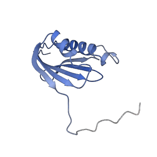 20121_6om6_p_v1-1
Structure of trans-translation inhibitor bound to E. coli 70S ribosome with P site tRNA