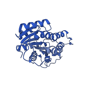 13002_7onu_A_v1-1
Structure of human mitochondrial RNase P in complex with mitochondrial pre-tRNA-Tyr