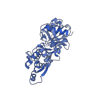 3835_5onv_C_v1-1
Cryo-EM structure of F-actin in complex with ADP