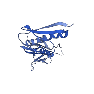 17004_8oo0_LH_v1-0
Chaetomium thermophilum Methionine Aminopeptidase 2 autoproteolysis product at the 80S ribosome