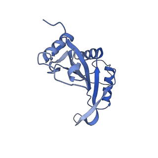 17004_8oo0_LJ_v1-0
Chaetomium thermophilum Methionine Aminopeptidase 2 autoproteolysis product at the 80S ribosome