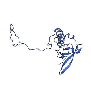 17004_8oo0_LT_v1-0
Chaetomium thermophilum Methionine Aminopeptidase 2 autoproteolysis product at the 80S ribosome