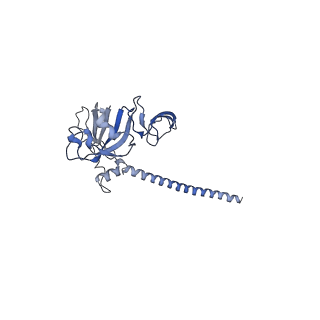 17004_8oo0_SG_v1-0
Chaetomium thermophilum Methionine Aminopeptidase 2 autoproteolysis product at the 80S ribosome