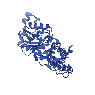 3836_5ooc_B_v1-1
Cryo-EM structure of jasplakinolide-stabilized F-actin in complex with ADP