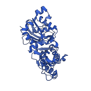 3836_5ooc_D_v1-1
Cryo-EM structure of jasplakinolide-stabilized F-actin in complex with ADP