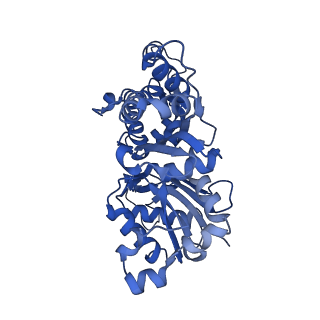 3836_5ooc_E_v1-1
Cryo-EM structure of jasplakinolide-stabilized F-actin in complex with ADP