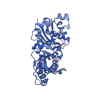 3837_5ood_D_v1-2
Cryo-EM structure of jasplakinolide-stabilized F-actin in complex with ADP-Pi