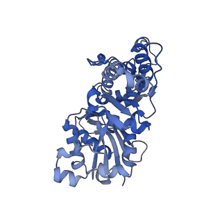 3837_5ood_E_v1-2
Cryo-EM structure of jasplakinolide-stabilized F-actin in complex with ADP-Pi