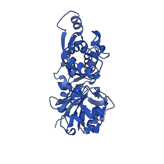 3838_5ooe_E_v1-0
Cryo-EM structure of F-actin in complex with AppNHp (AMPPNP)