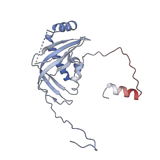 3842_5ool_d_v1-5
Structure of a native assembly intermediate of the human mitochondrial ribosome with unfolded interfacial rRNA