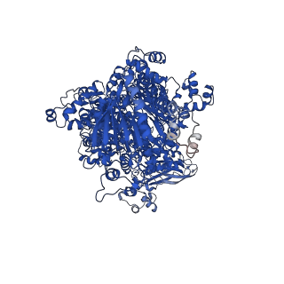 13046_7os2_B_v1-2
Cryo-EM structure of Brr2 in complex with Jab1/MPN and C9ORF78