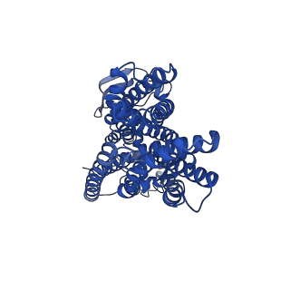 13048_7ose_A_v1-2
cytochrome bd-II type oxidase with bound aurachin D