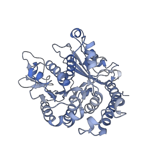 17187_8otz_AC_v1-0
48-nm repeat of the native axonemal doublet microtubule from bovine sperm