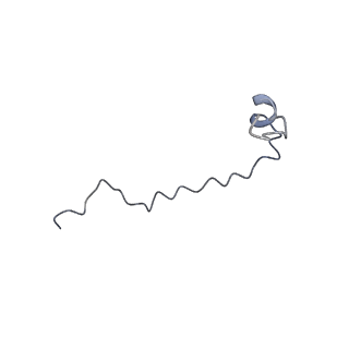 17187_8otz_B0_v1-0
48-nm repeat of the native axonemal doublet microtubule from bovine sperm
