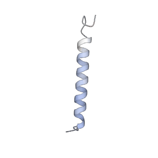 17187_8otz_BU_v1-0
48-nm repeat of the native axonemal doublet microtubule from bovine sperm