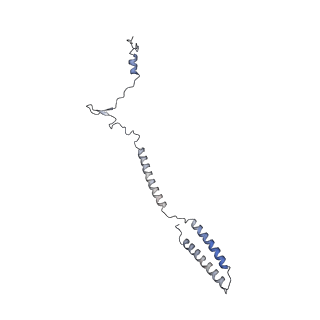 17187_8otz_By_v1-0
48-nm repeat of the native axonemal doublet microtubule from bovine sperm
