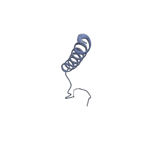 17187_8otz_C6_v1-0
48-nm repeat of the native axonemal doublet microtubule from bovine sperm