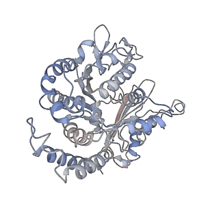 17187_8otz_DH_v1-0
48-nm repeat of the native axonemal doublet microtubule from bovine sperm