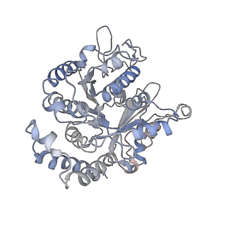 17187_8otz_DL_v1-0
48-nm repeat of the native axonemal doublet microtubule from bovine sperm