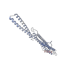 17187_8otz_DV_v1-0
48-nm repeat of the native axonemal doublet microtubule from bovine sperm