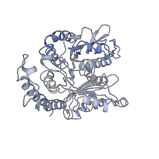 17187_8otz_EH_v1-0
48-nm repeat of the native axonemal doublet microtubule from bovine sperm