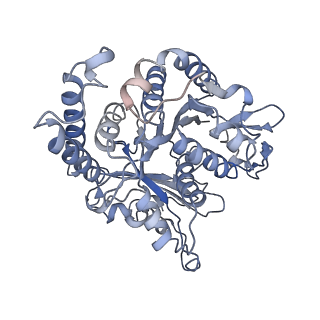 17187_8otz_GF_v1-0
48-nm repeat of the native axonemal doublet microtubule from bovine sperm