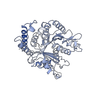 17187_8otz_GI_v1-0
48-nm repeat of the native axonemal doublet microtubule from bovine sperm