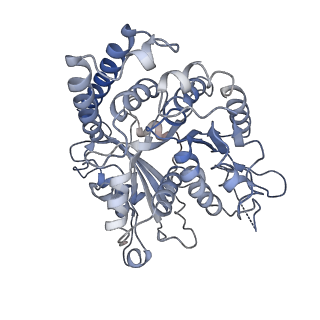 17187_8otz_HC_v1-0
48-nm repeat of the native axonemal doublet microtubule from bovine sperm
